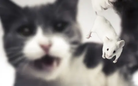 Cat closely interacting with a mouse, illustrating natural predator behavior and rodent control dynamics