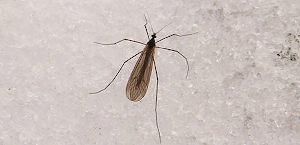 Close-up of a mosquito resting on a wall, representing indoor mosquito activity during colder months
