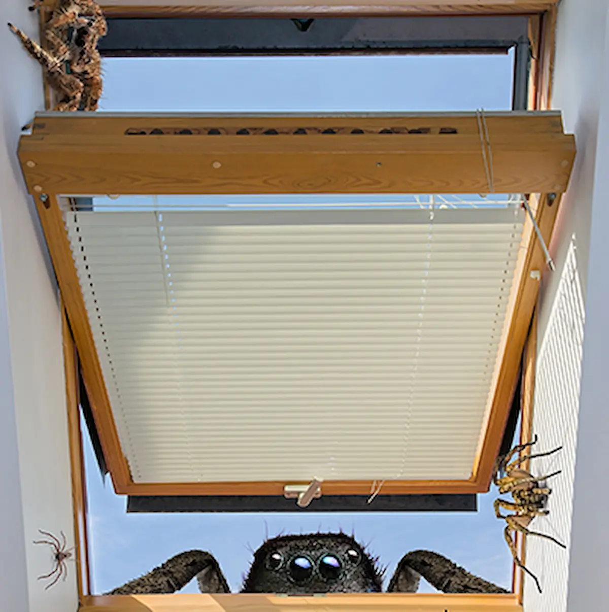 spiderinvasion2