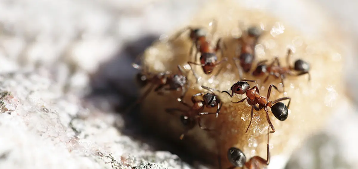 Image of ants gathering and feeding on a piece of food in a close-up view