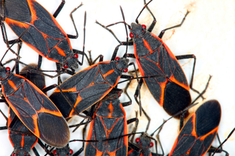 411-about-box-elder-bugs-pointe-pest-control