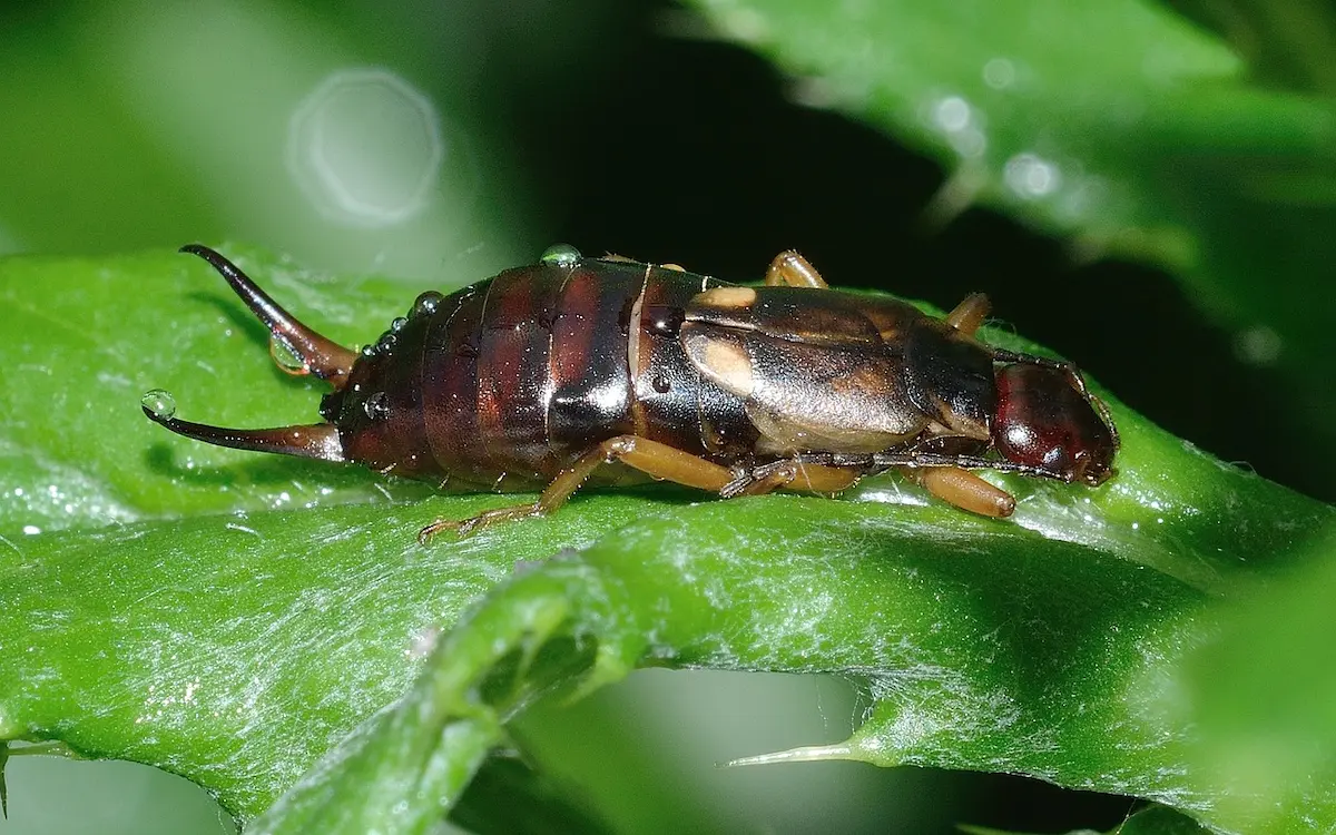 Close-up image of an earwig on a green leaf