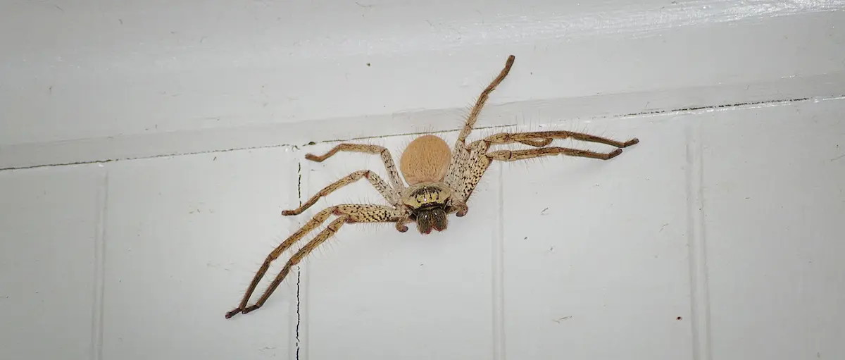 Image of a large spider on an indoor wall surface