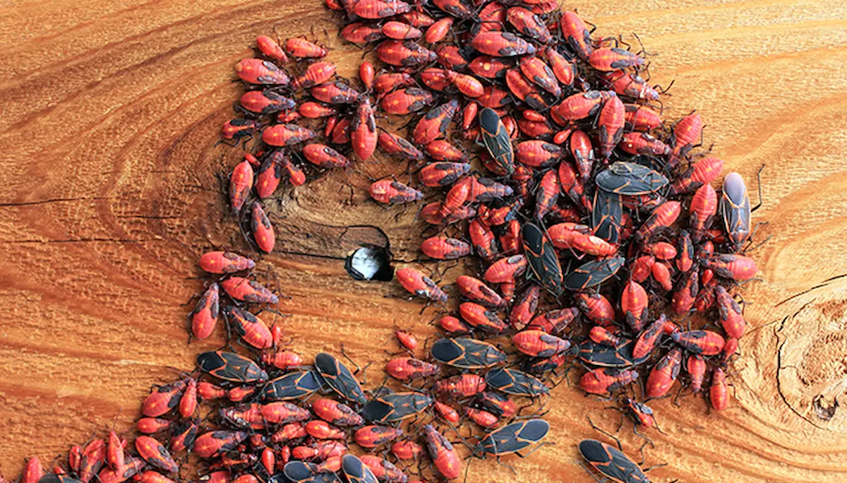 Cluster of boxelder bugs gathered on a wooden surface