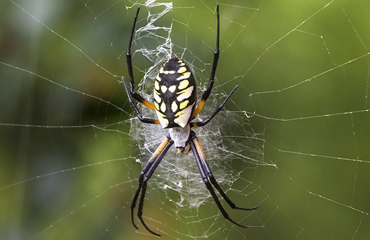 Image of a garden spider sitting in the center of its web with a blurred green background