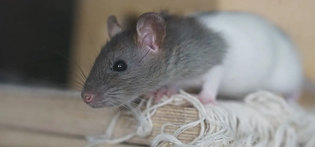 Image of a rat in an indoor setting standing on a wooden surface with fabric strands