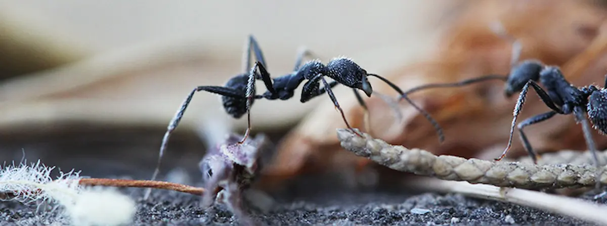 Image of a close-up of a carpenter ant feeding on debris with another ant nearby