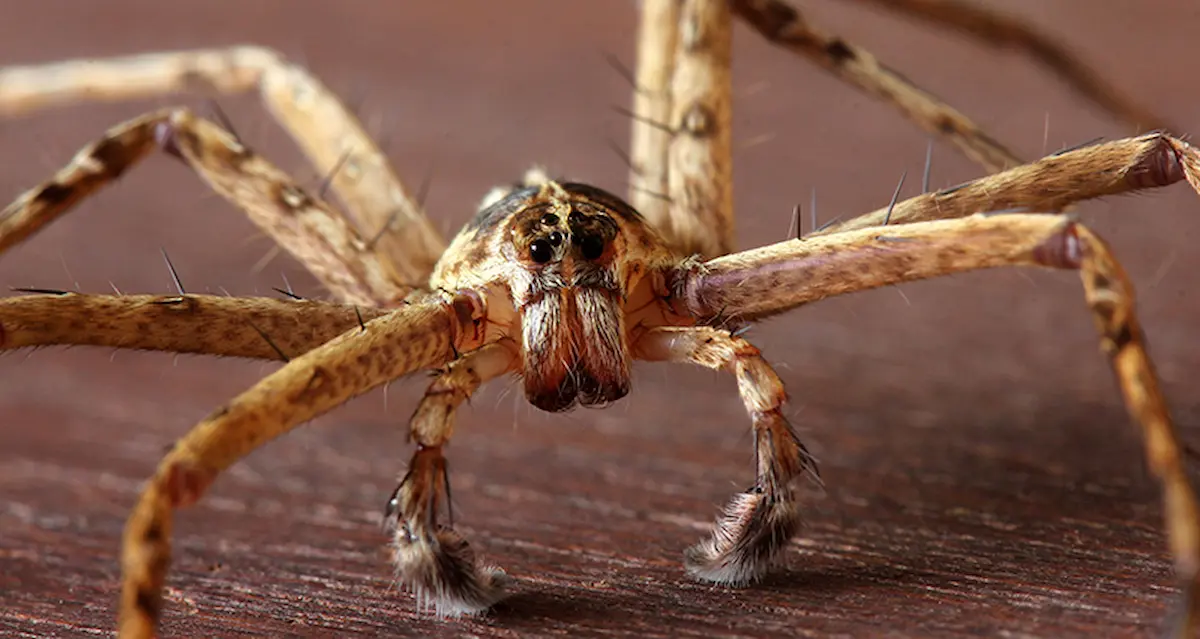 Macro close-up image of a spider showing detailed facial features