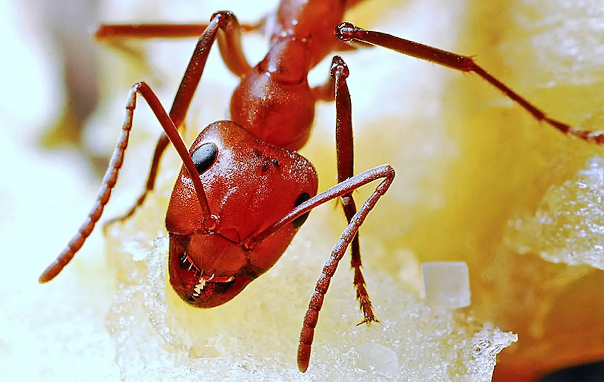 Macro close-up image of a red ant feeding on sugar