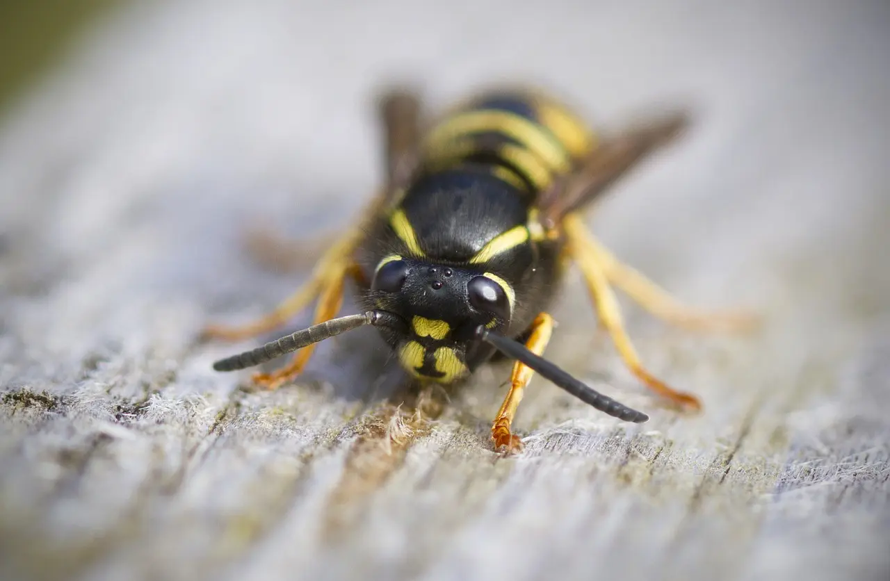 Image of a macro close-up of a wasp’s face on a textured surface