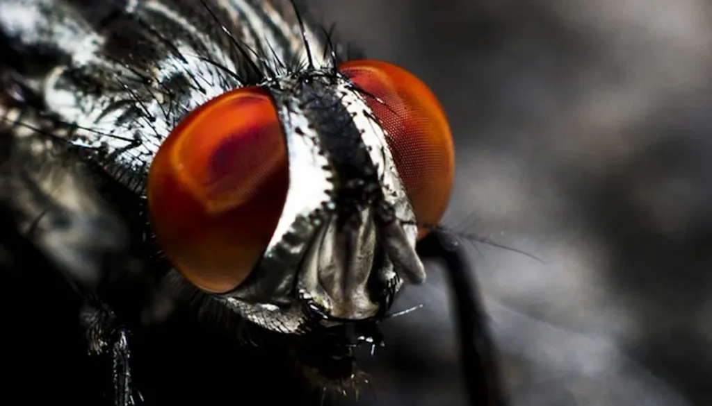 Macro close-up of a fly with prominent red eyes and detailed facial features