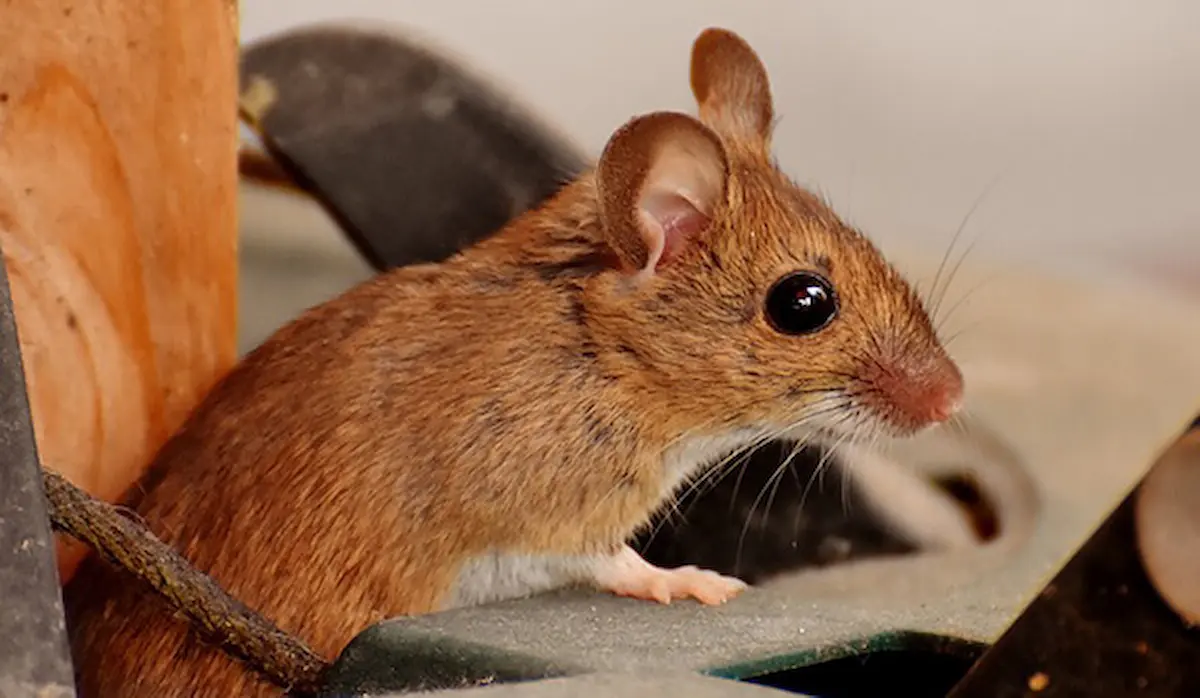 mouse house indoor closeup Your Home Could be Helping Rodents Survive this Winter