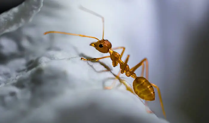 Close-up of an ant on an indoor surface, representing ant activity and infestations during colder winter months