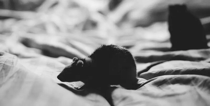 Mouse on a bed in a dark setting, representing a mice infestation invading indoor living spaces