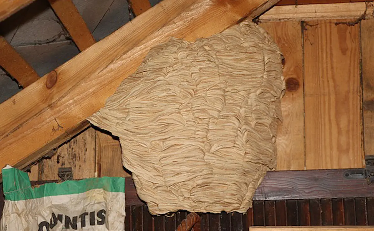 Image of a large hornet nest attached to wooden beams in an attic