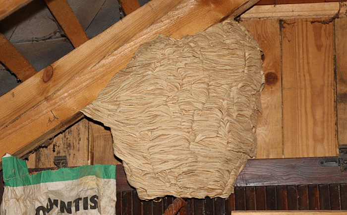 hornets-nest-attic