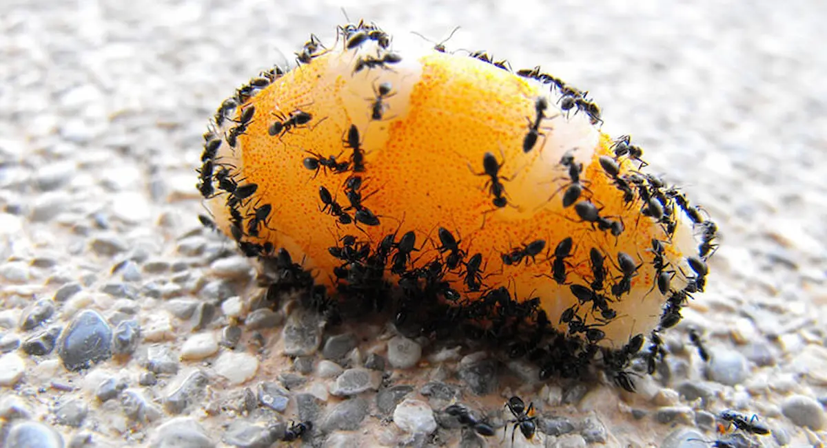 Image of carpenter ants gathering and feeding on a piece of food on a rough surface