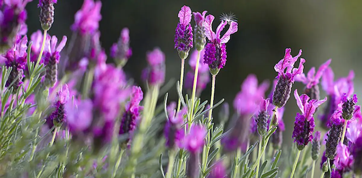 Image of lavender flowers blooming in a garden with a soft blurred background