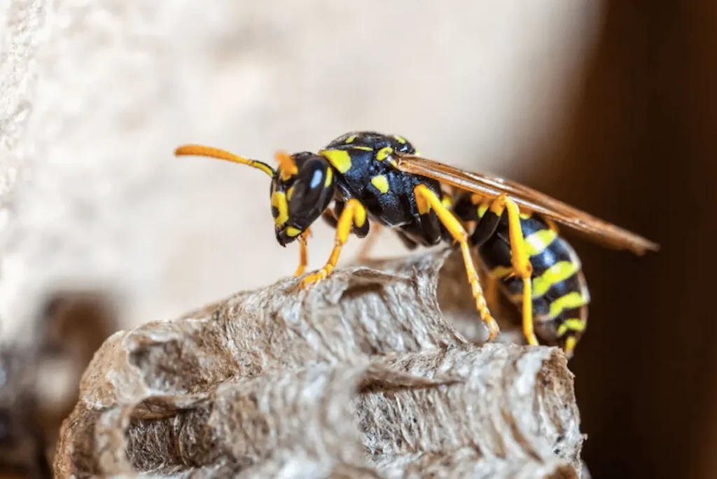 Image of a wasp standing on its nest in a close-up view