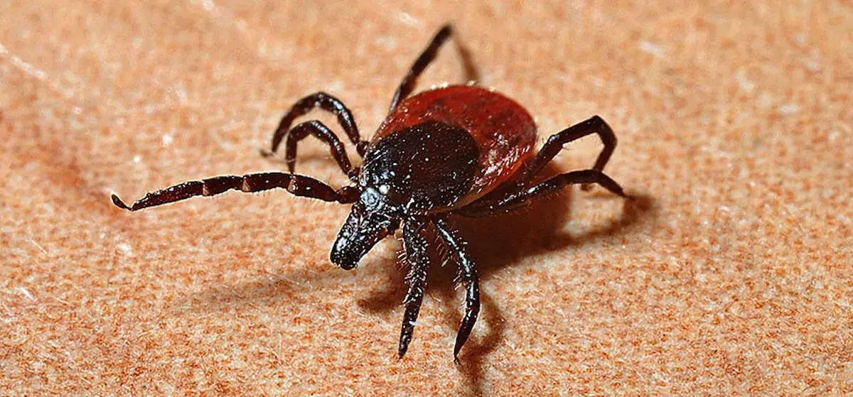 Image of a close-up of a tick on a skin-like surface showing its body and legs