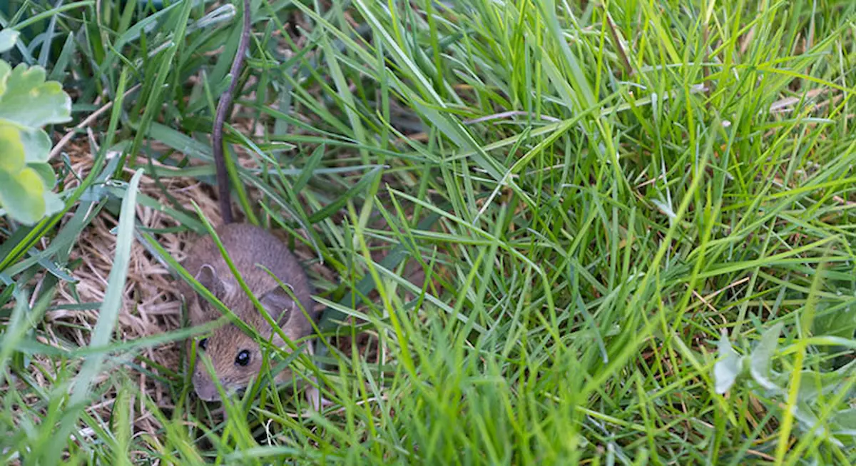 Image of a house mouse moving through grass in an outdoor environment