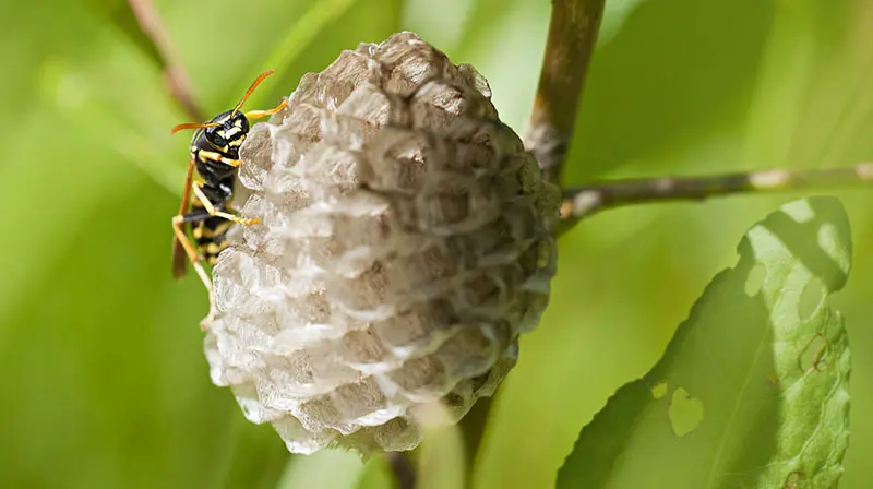 Wasp building a nest on a tree branch during spring, highlighting seasonal wasp activity and outdoor pest risks