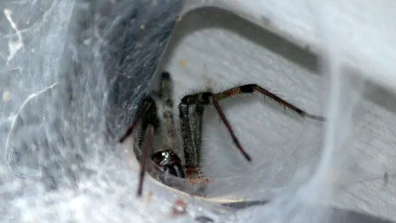 Close-up of a brown funnel spider inside its web tunnel, highlighting a hidden spider pest in indoor spaces