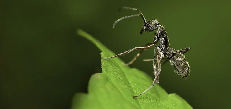 Close-up of a crazy ant on a green leaf, highlighting an invasive ant species known for erratic movement and pest infestations