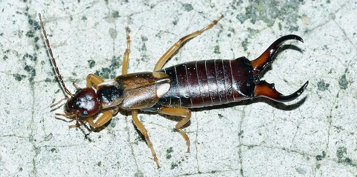 Image of a close-up of an earwig insect showing its pincers on a textured surface