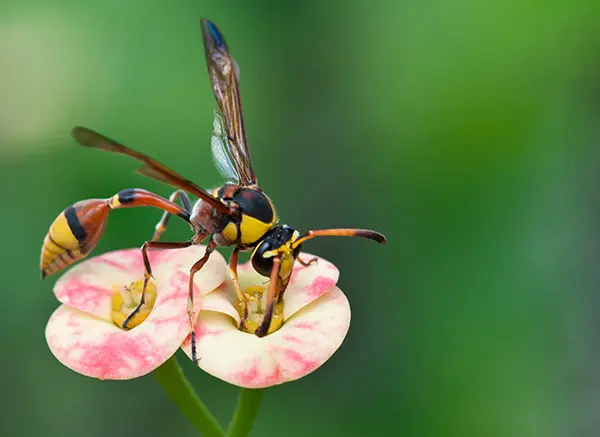 Red mud dauber wasp perched on a flower, highlighting a solitary wasp species commonly found outdoors around homes