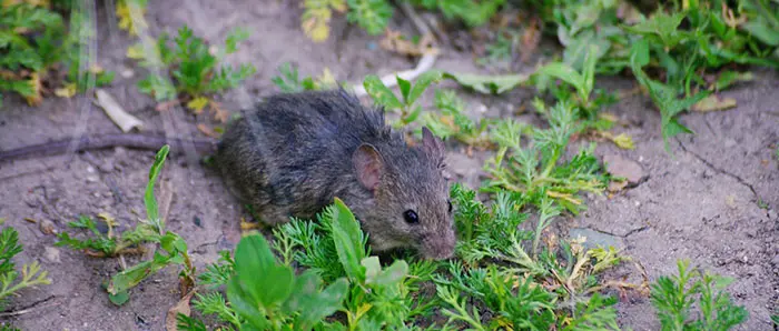 Small house mouse in a yard surrounded by grass and soil, a common rodent pest found outdoors near homes