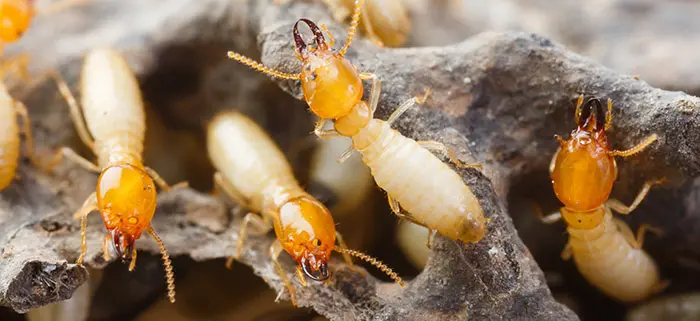 Close-up of termites feeding on wood, highlighting destructive pest activity and potential structural damage