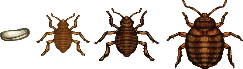 Illustration showing the bed bug life cycle from egg to adult, highlighting different growth stages of this common household pest