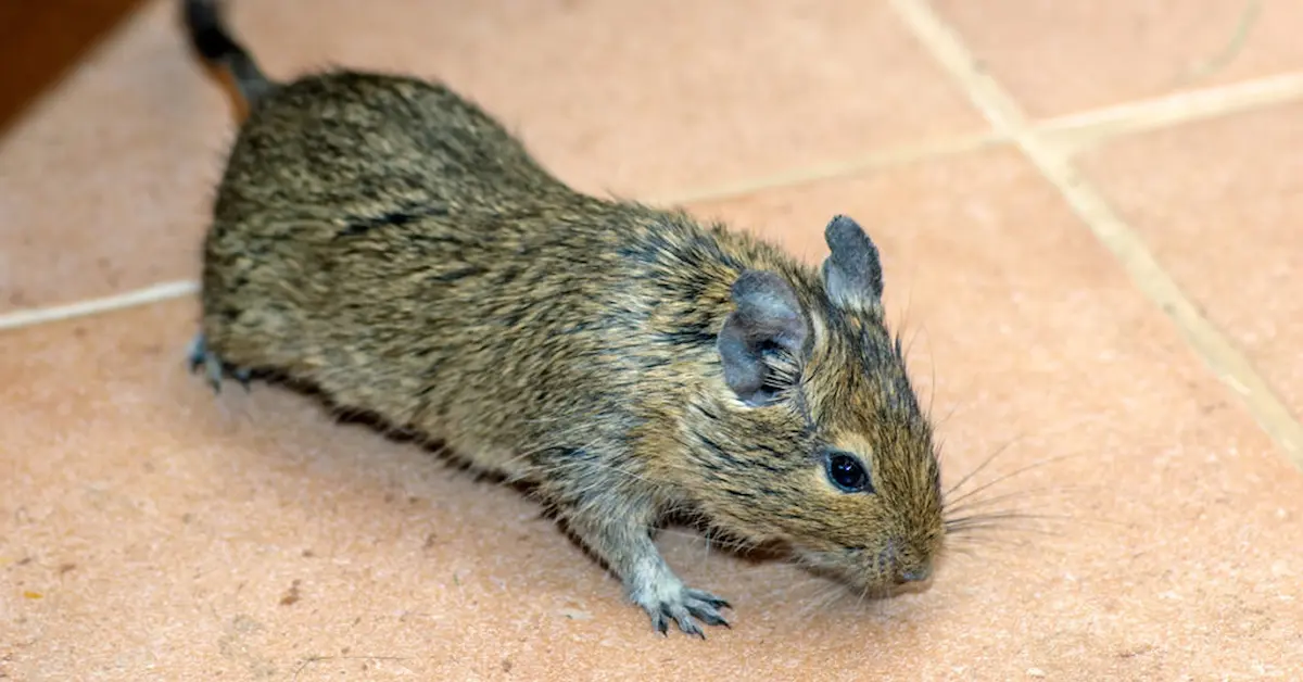 Image of a house mouse walking on an indoor tiled floor