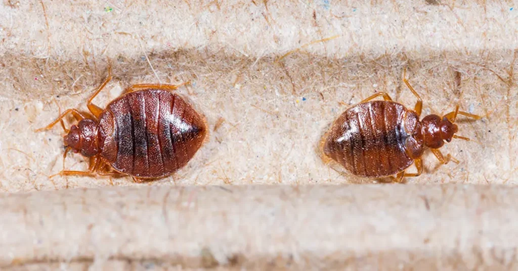 Image of bed bugs on a mattress seam in a close-up view