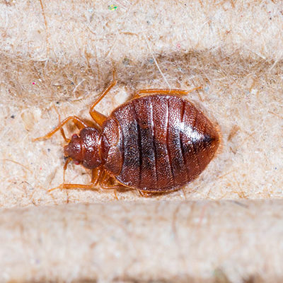 Close up adult cimex hemipterus on corrugated recycled paper, bedbug, blood sucker