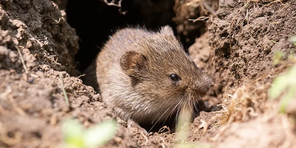 Image of a mouse emerging from a burrow in the ground surrounded by soil