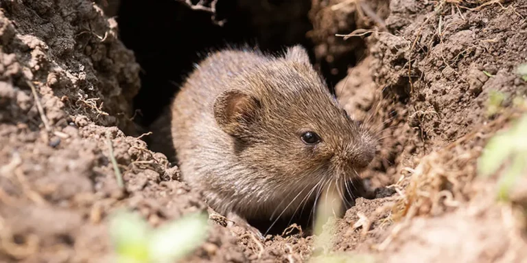 Image of a mouse emerging from a burrow in the ground surrounded by soil