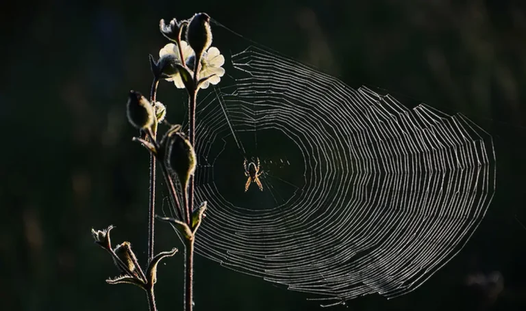 Image of a spider sitting in the center of its web attached to plants in a natural setting