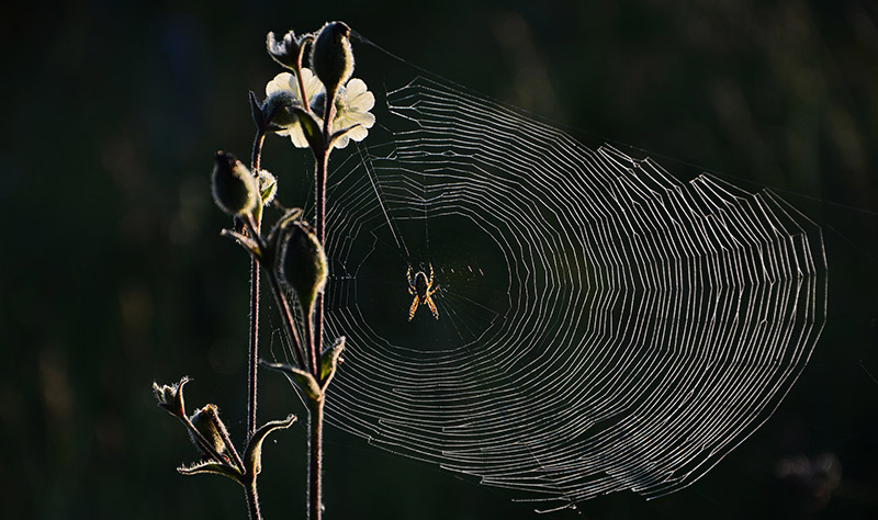 information about spider webs