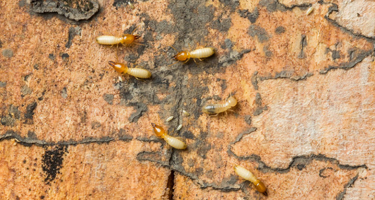 termite damage