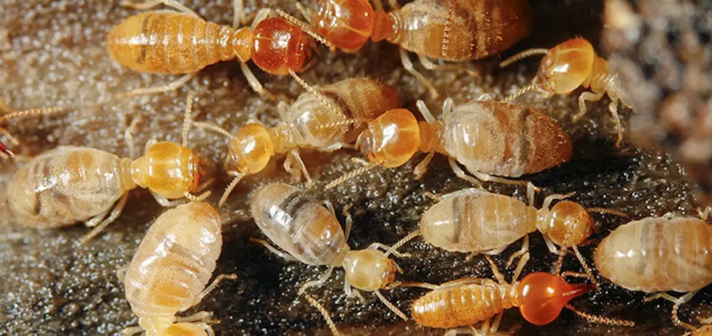 Image of a close-up of termites clustered together on a wooden surface