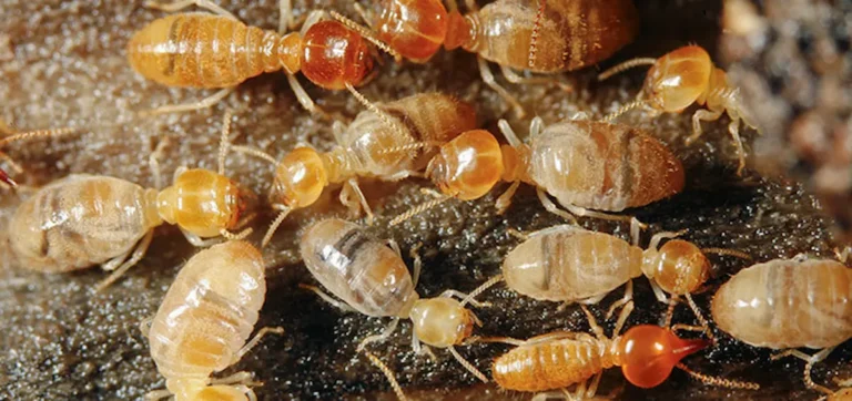 Image of a close-up of termites clustered together on a wooden surface