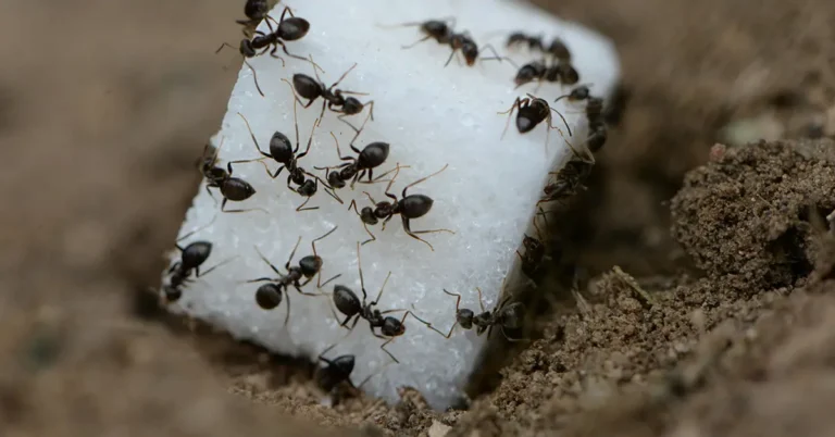 Image of ants gathering and feeding on a sugar cube on soil