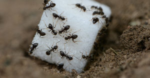 sugar ants eat a piece of sugar