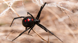 Black,Widow,Spider,Outdoors,On,A,Web