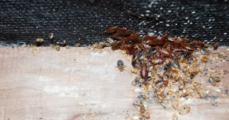 Image of a bed bug infestation clustered along the edge of a mattress with visible eggs and shells