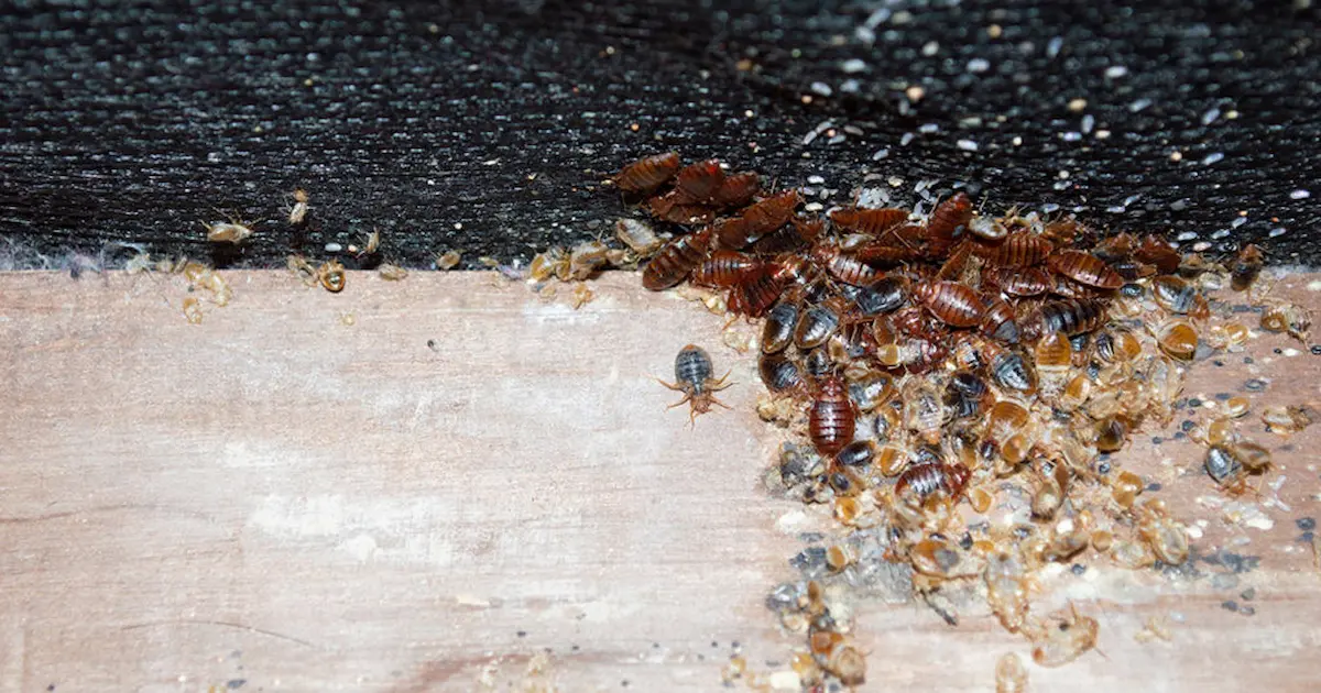 Image of a bed bug infestation clustered along the edge of a mattress with visible eggs and shells
