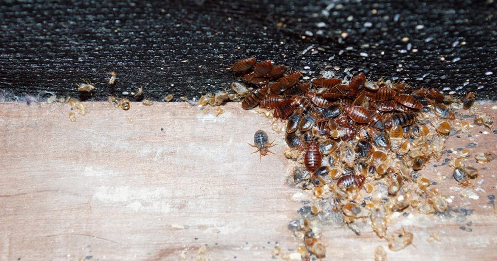 bedbugs infest a wooden bed frame
