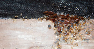 bedbugs infest a wooden bed frame